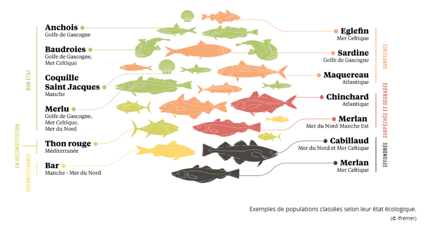 Faut il arrêter de manger du poisson Solutions Locales